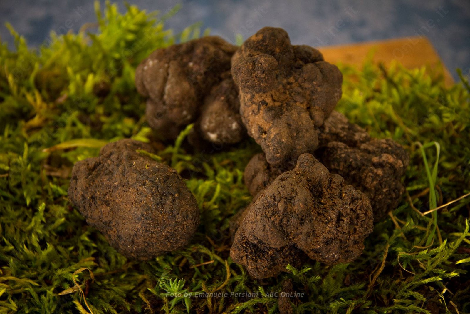 tartufo nero di norcia dove dormire