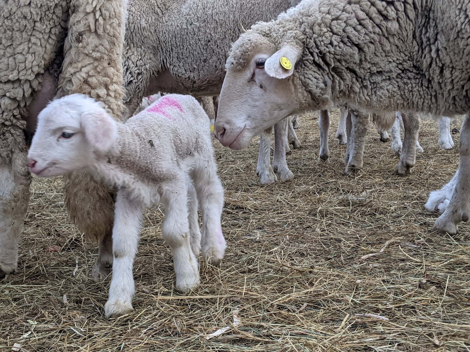 Caseificio agricolo in Valnerina pecore e agnello