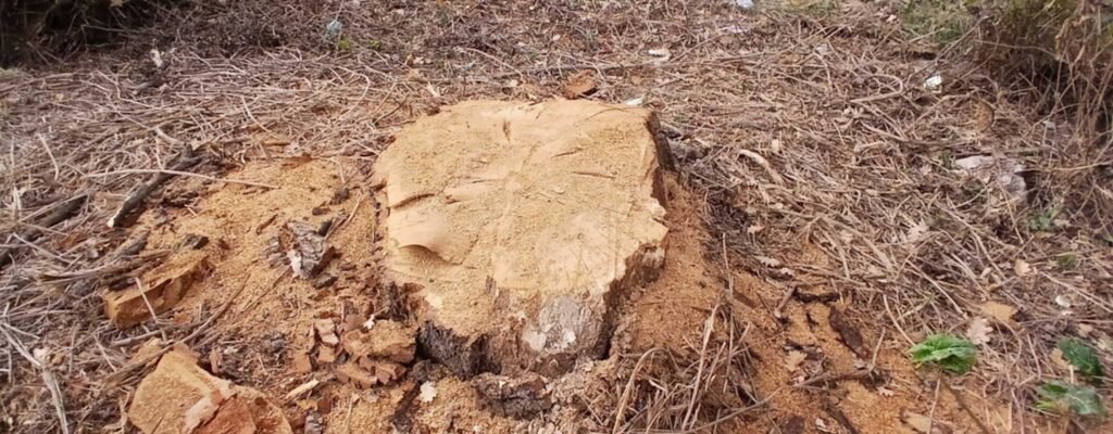 Il paesaggio tronco tagliato