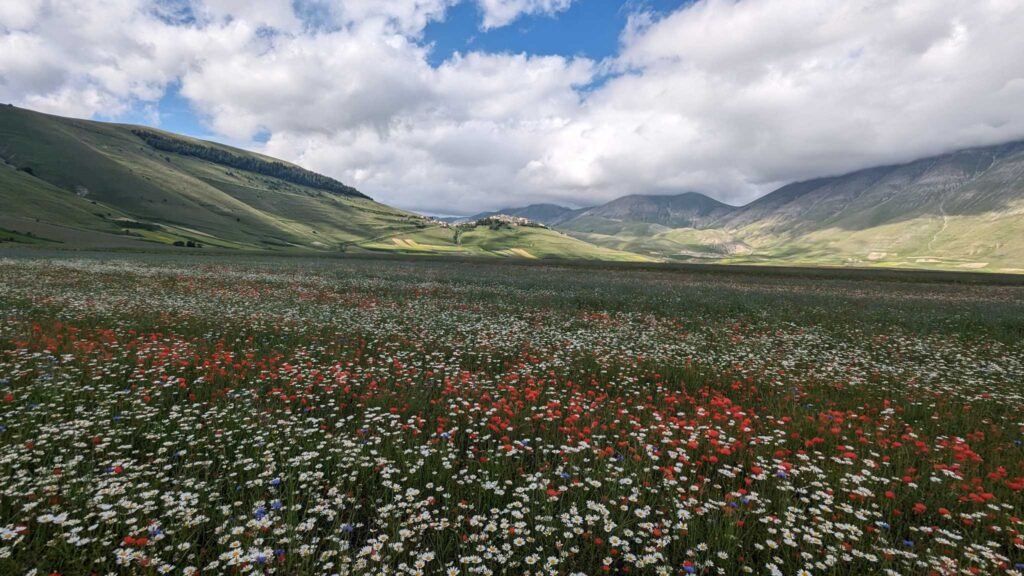 passeggiata semplice per la fioritura di Castelluccio adatta a famiglie