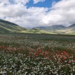 passeggiata semplice per la fioritura di Castelluccio adatta a famiglie